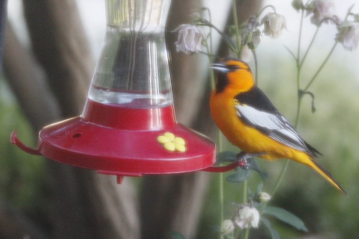 Bullock's Oriole - Bill Frey