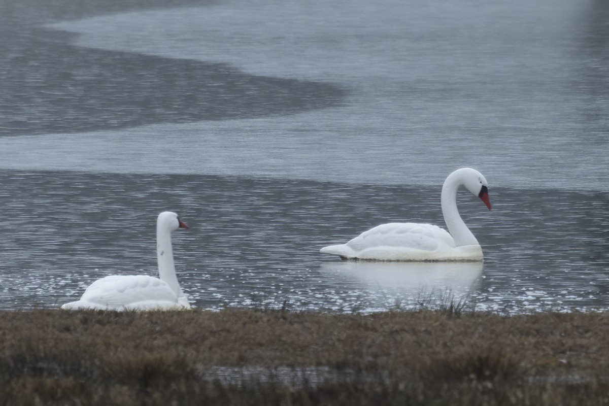 Mute Swan - ML518693421