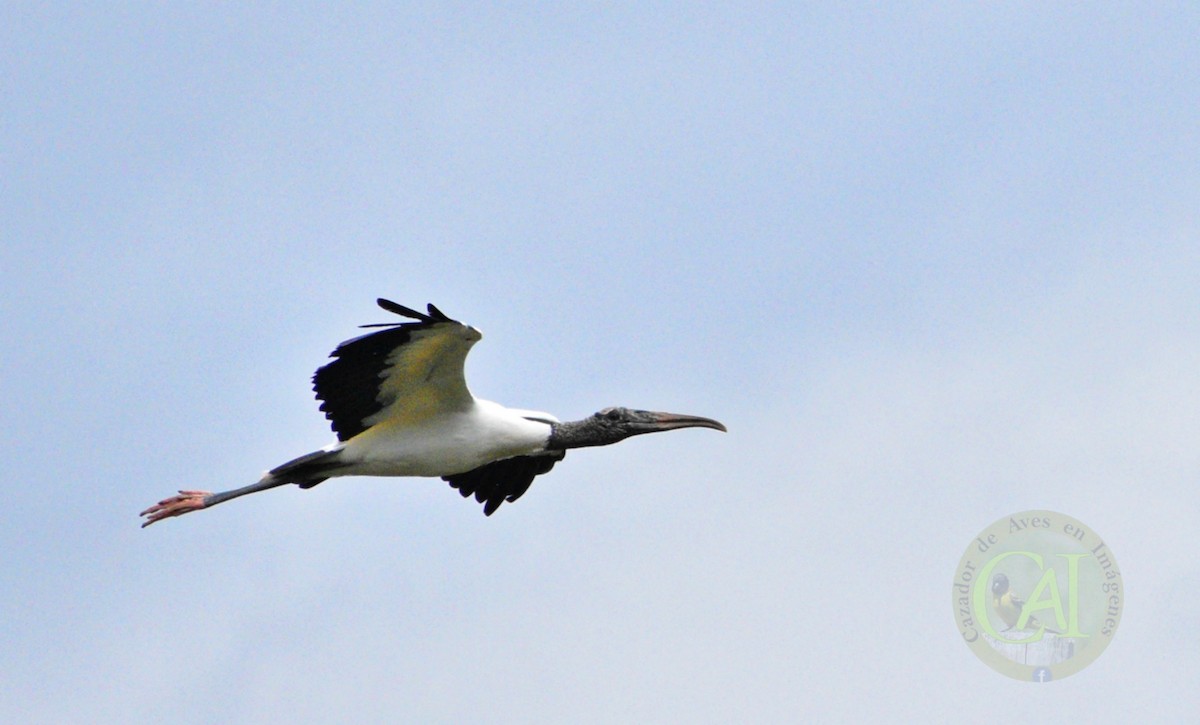 Wood Stork - ML518693571