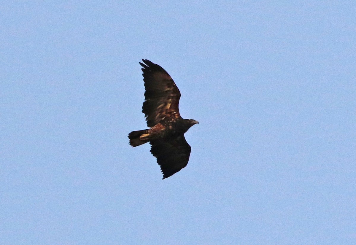 Black-chested Buzzard-Eagle - ML518693781