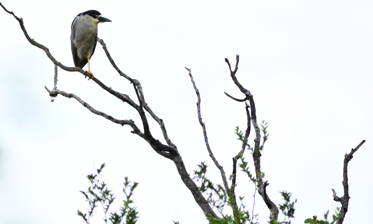 Black-crowned Night Heron - ML518693981