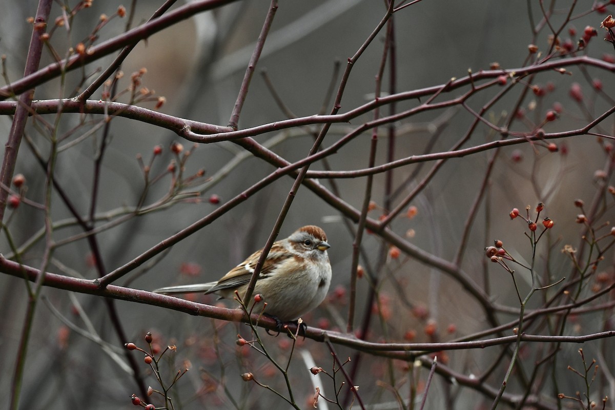 ムナフヒメドリ - ML518694121