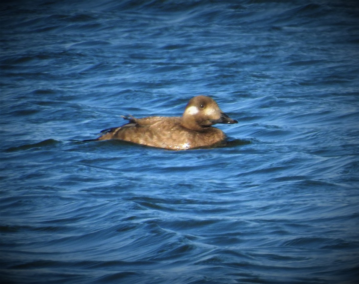 White-winged Scoter - ML518694231