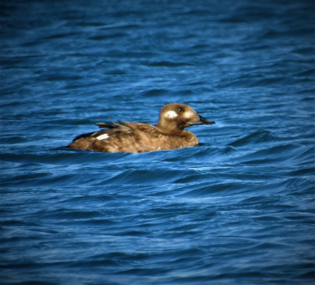 White-winged Scoter - Caden Williams