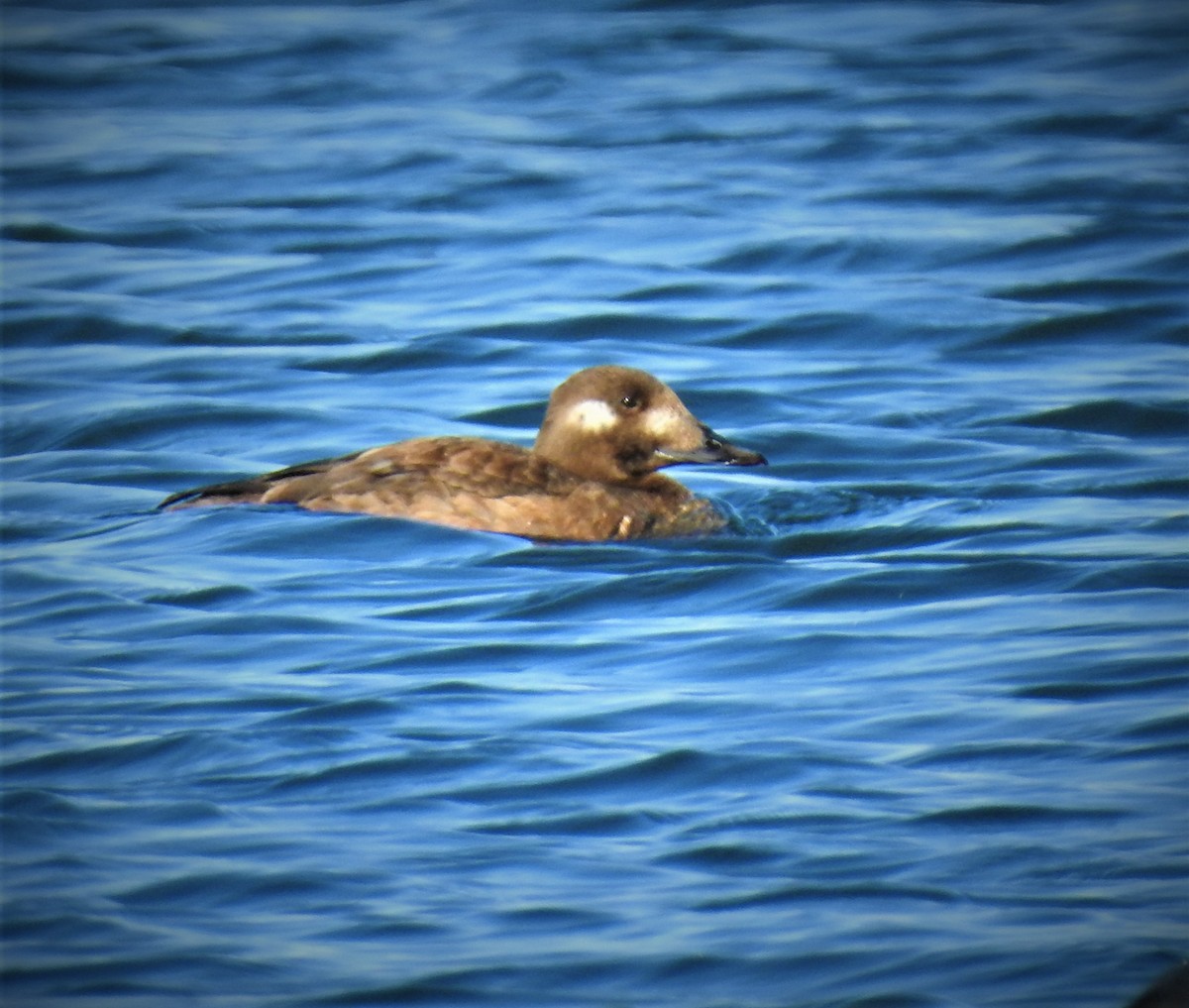 White-winged Scoter - ML518694741