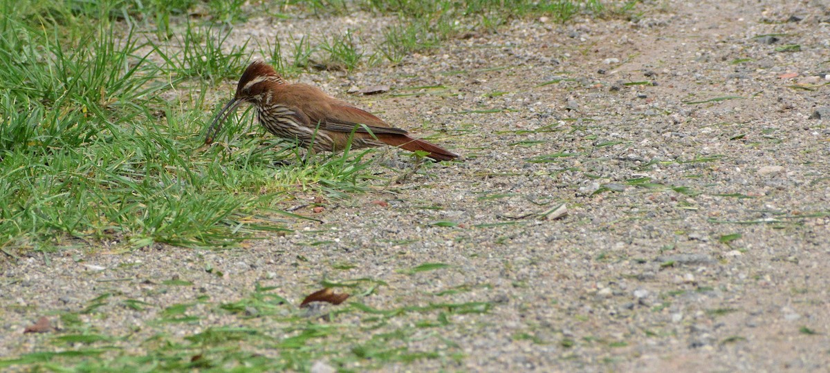 Scimitar-billed Woodcreeper - Pedro Rivero