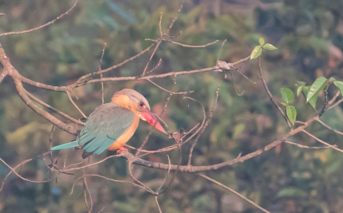 Stork-billed Kingfisher - ML51869891