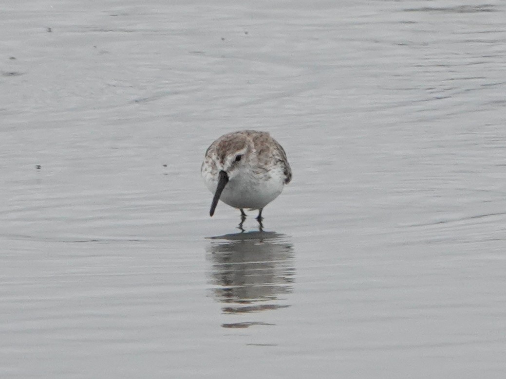 Western Sandpiper - ML518699041