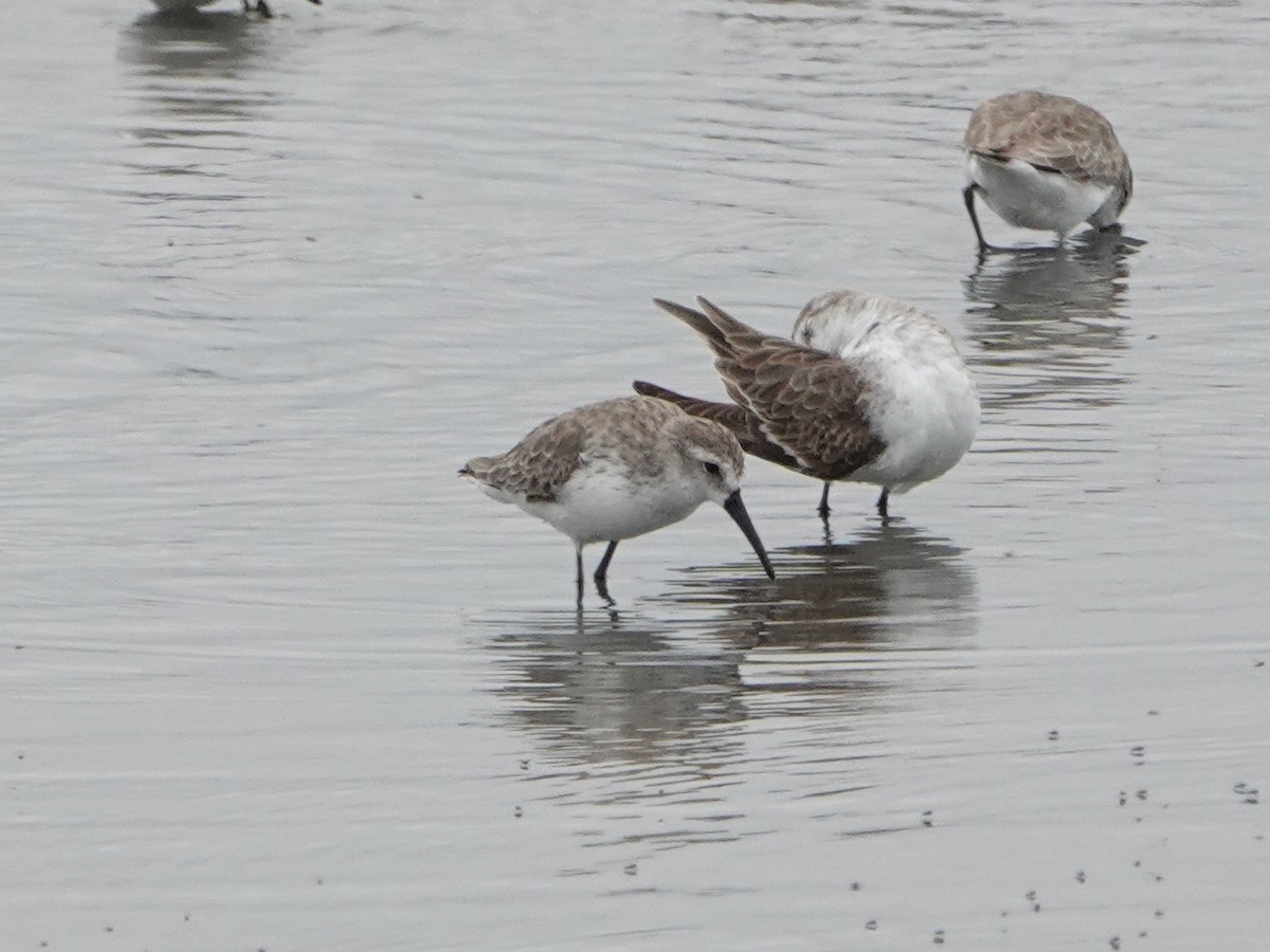 Western Sandpiper - ML518699051