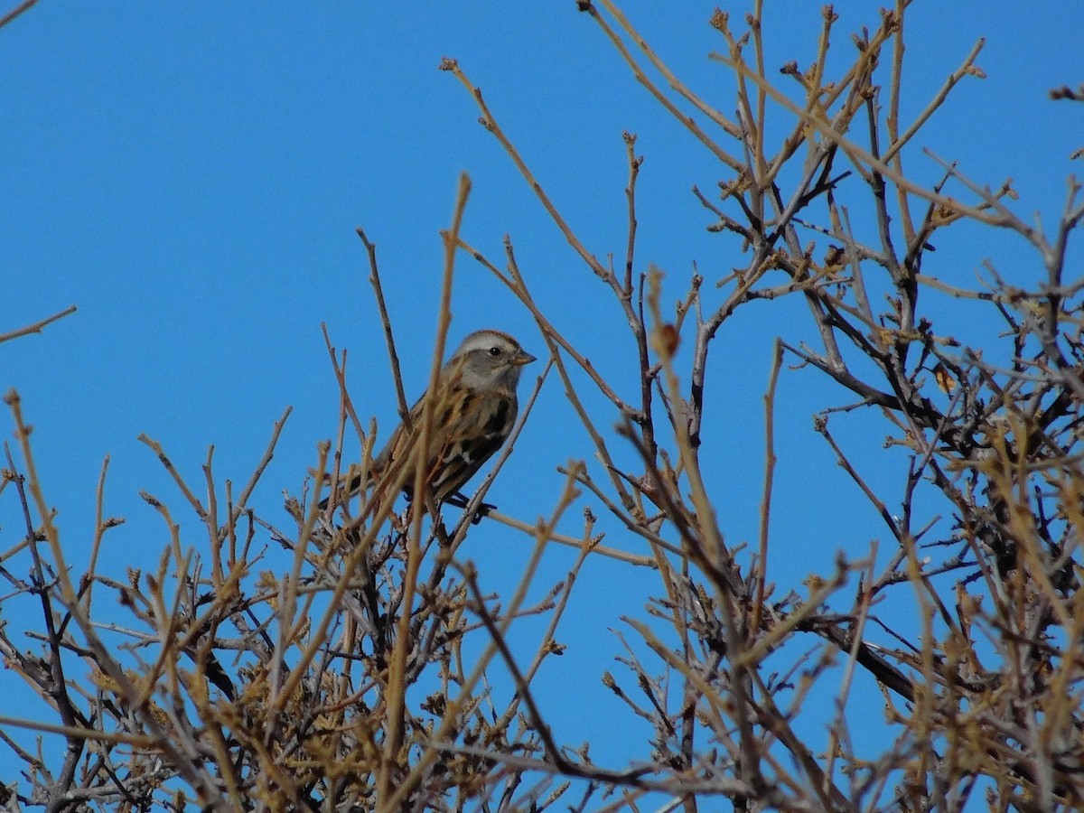 American Tree Sparrow - ML518699681