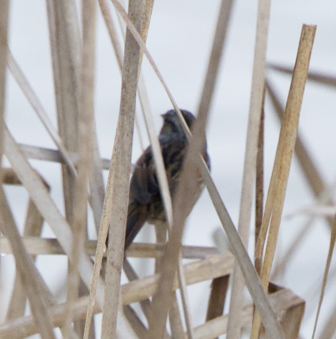 Swamp Sparrow - ML518700421