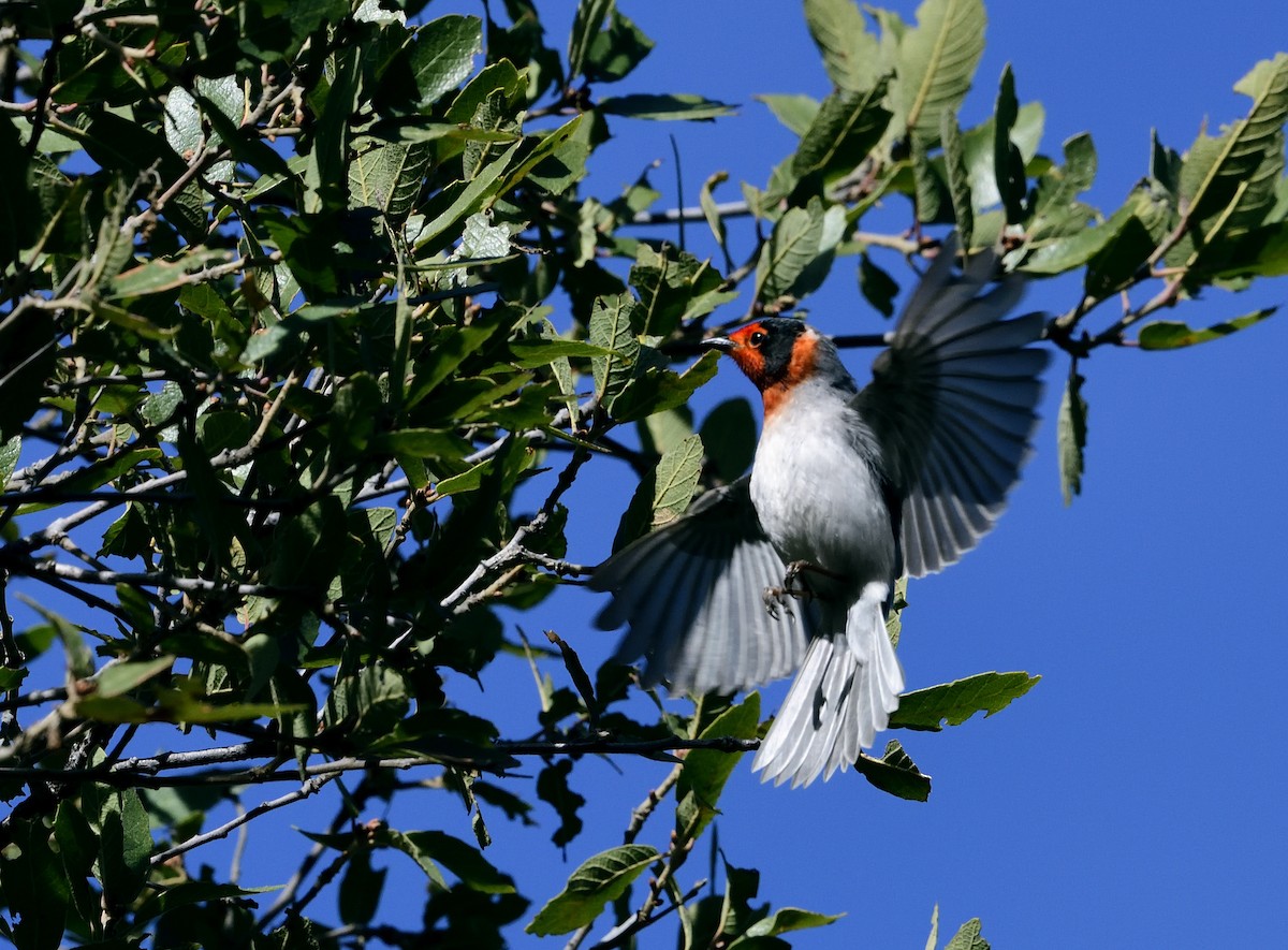 Red-faced Warbler - Kordeen Kor