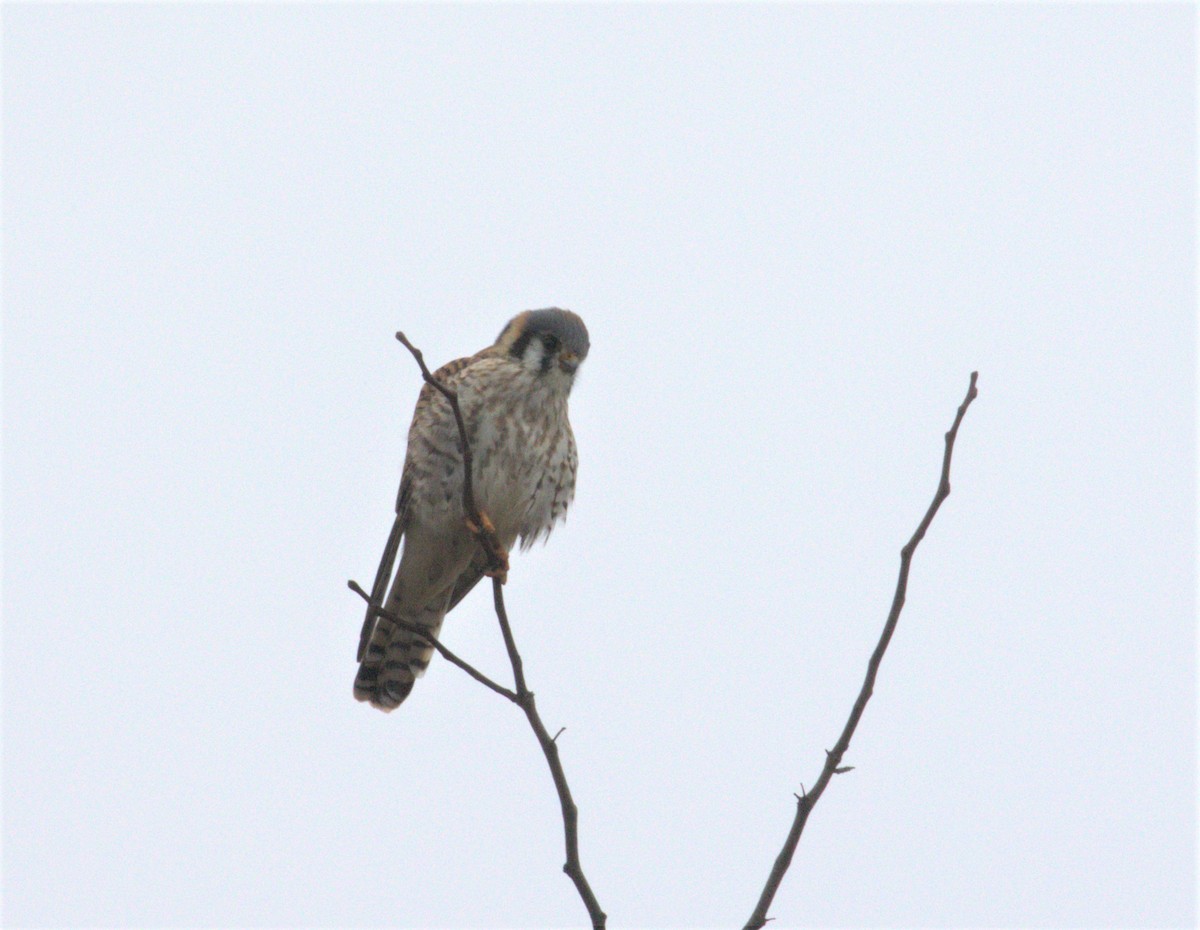 American Kestrel - ML518700671