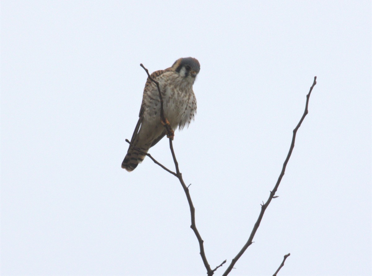 American Kestrel - ML518700771