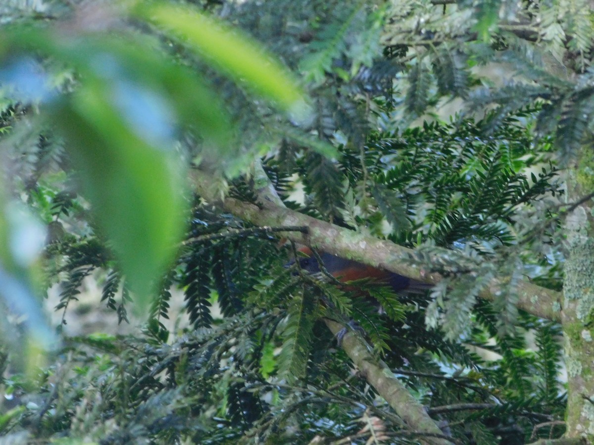 Slaty Spinetail - Nima Gallego