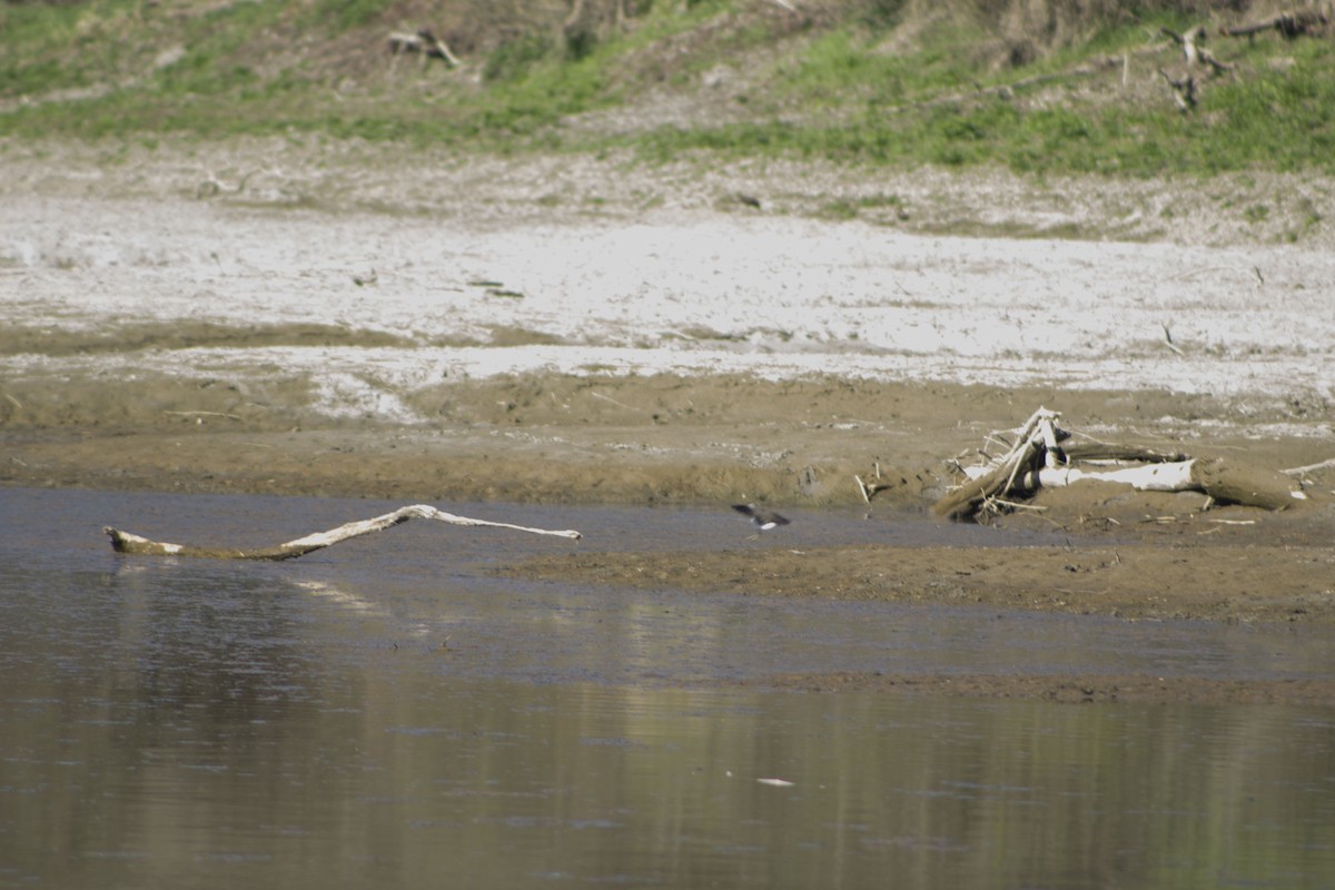 Green Sandpiper - ML51870361