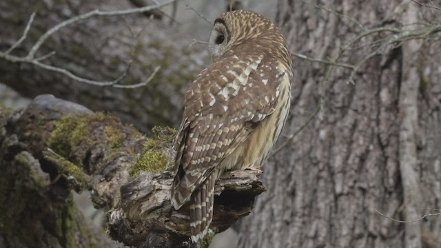 Barred Owl - ML518703821