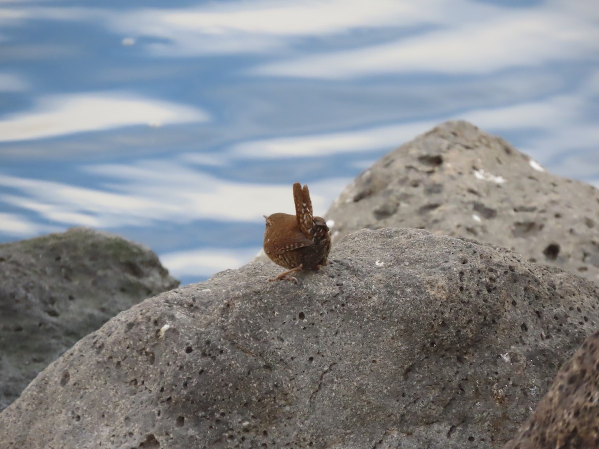 Pacific Wren - ML518704961