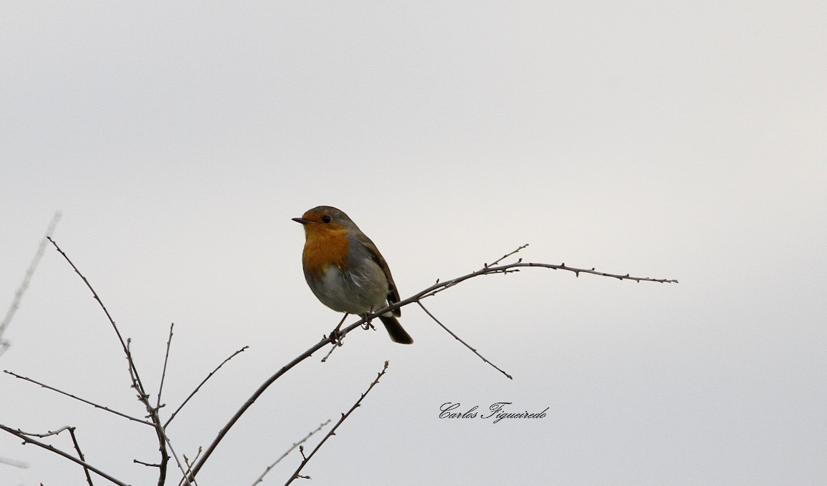 European Robin - Carlos Figueiredo