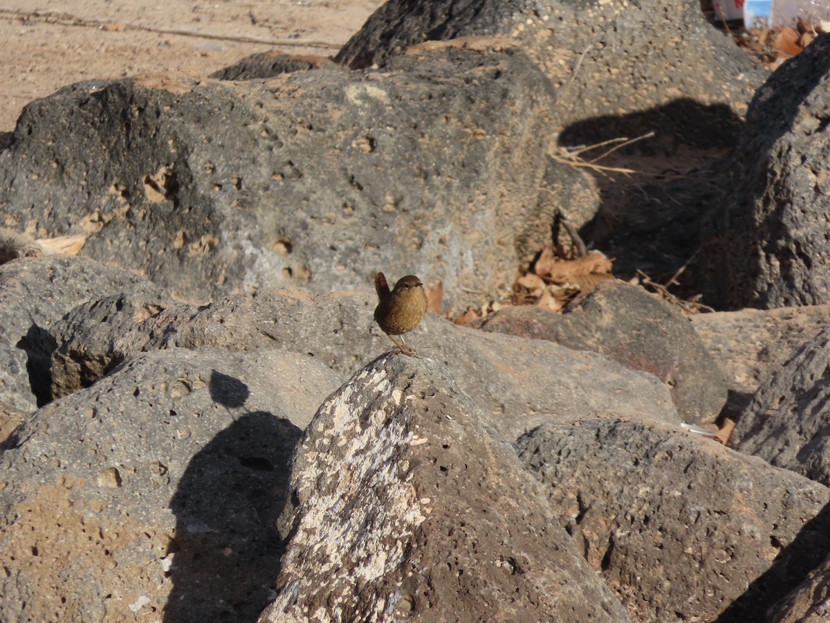 Pacific Wren - ML518705351