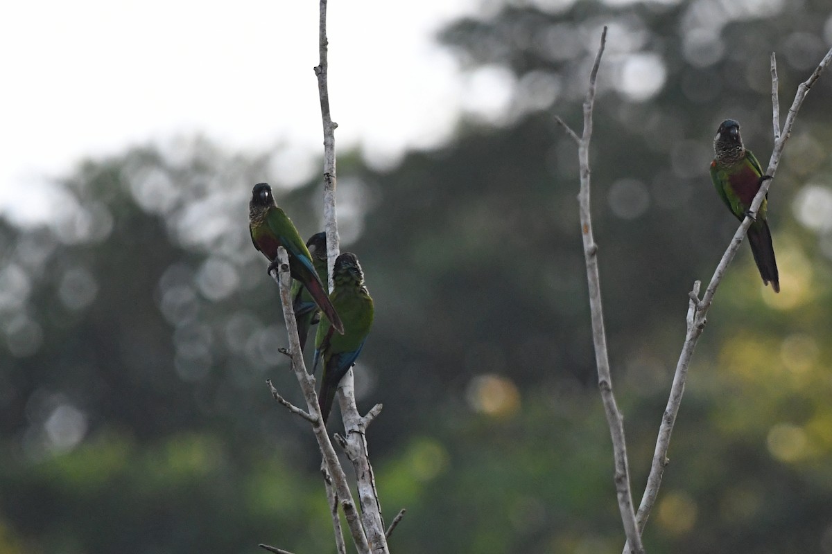 Painted Parakeet - ML518706191