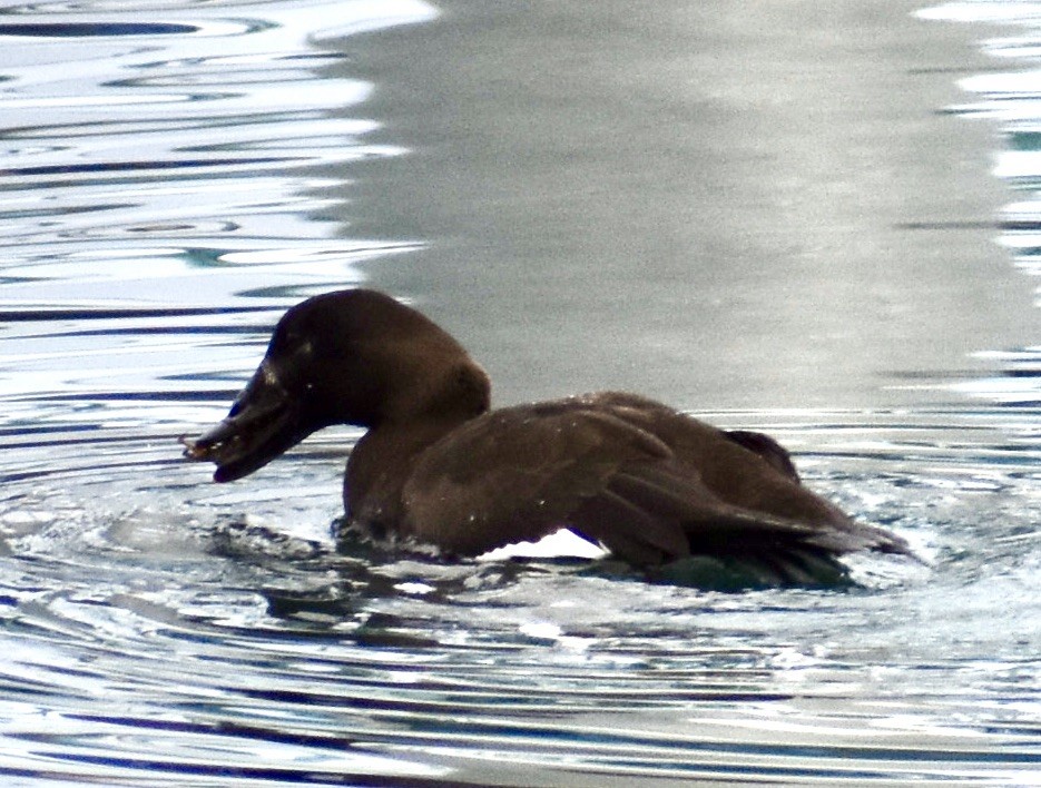 White-winged Scoter - ML518708761