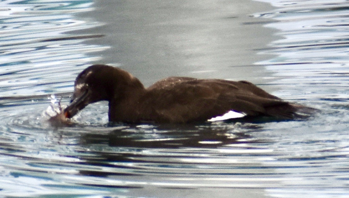 White-winged Scoter - ML518708771