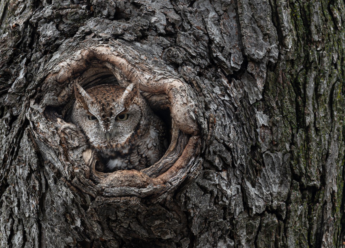 Eastern Screech-Owl - ML518711031