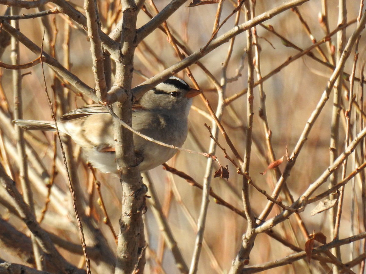 White-crowned Sparrow - ML51871191