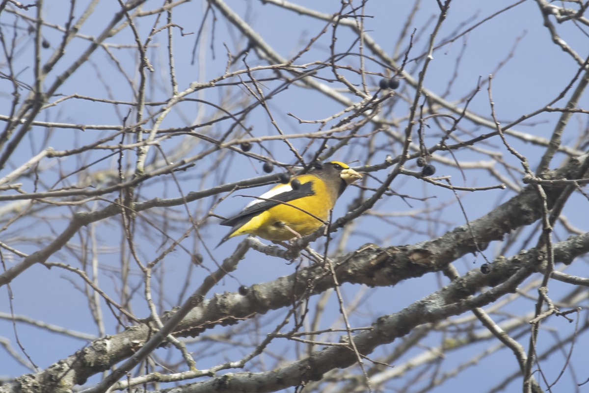 Evening Grosbeak - ML518712651