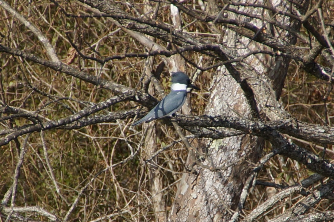 Belted Kingfisher - ML518715321