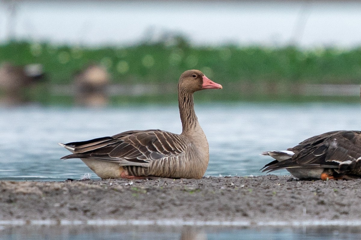 Graylag Goose - ML518716041