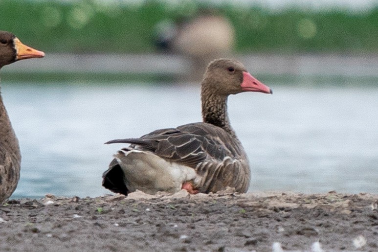 Graylag Goose - ML518716051