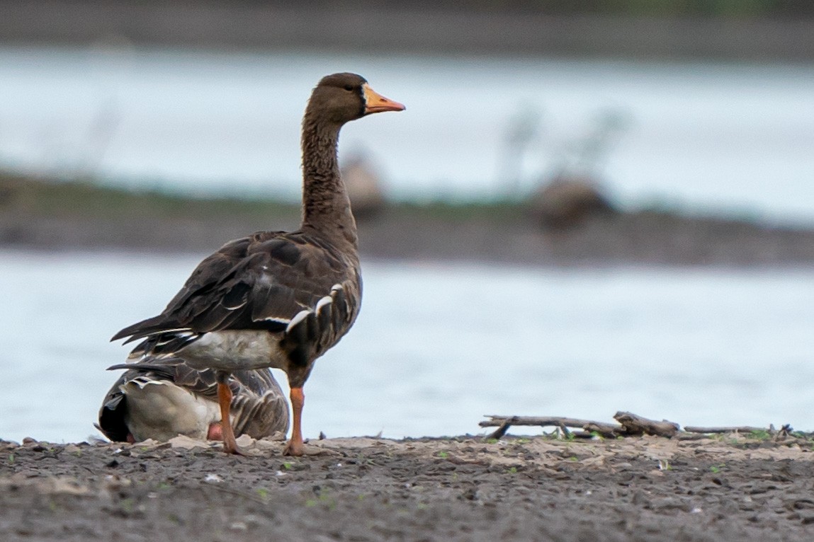 Greater White-fronted Goose - Songkran Thongon