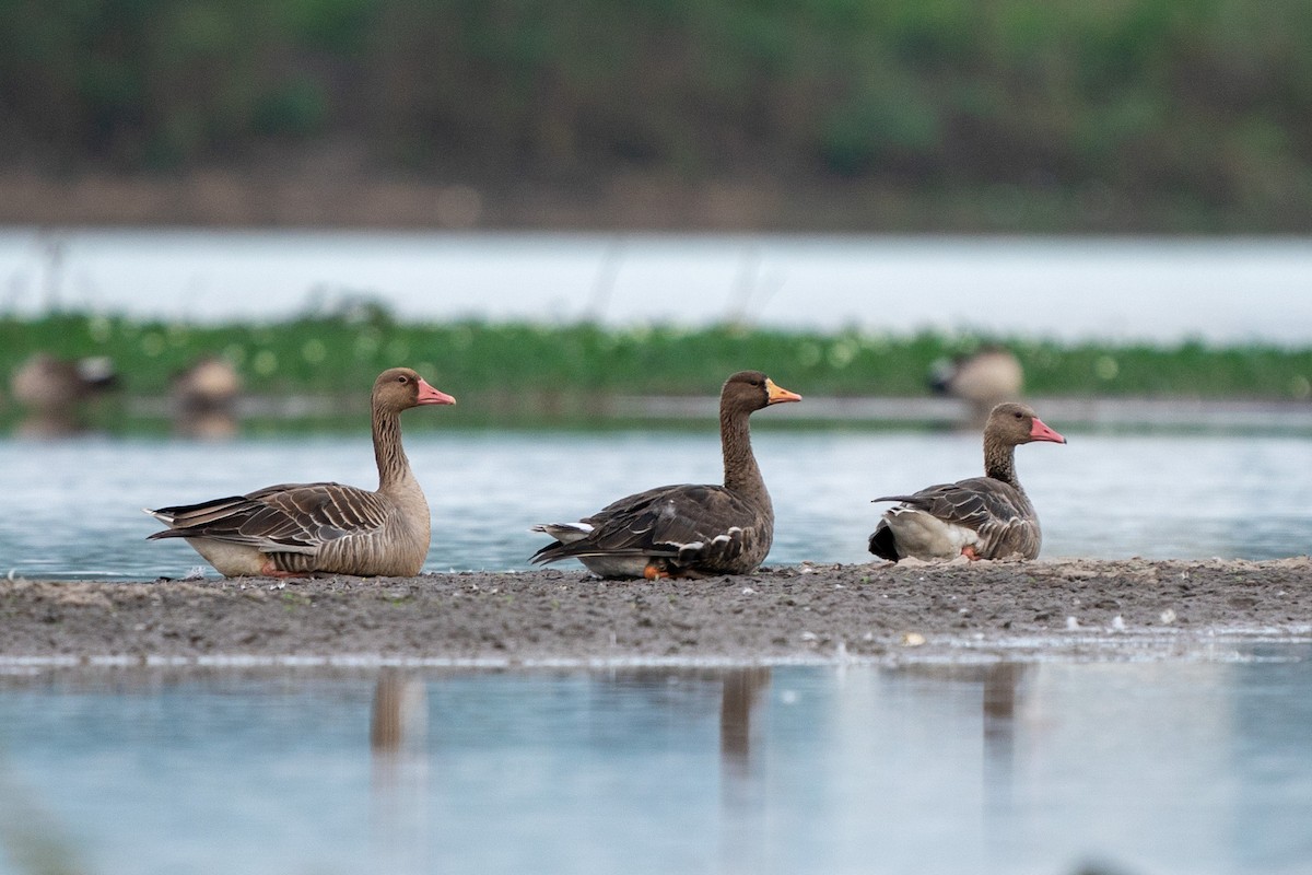 Graylag Goose - ML518716331