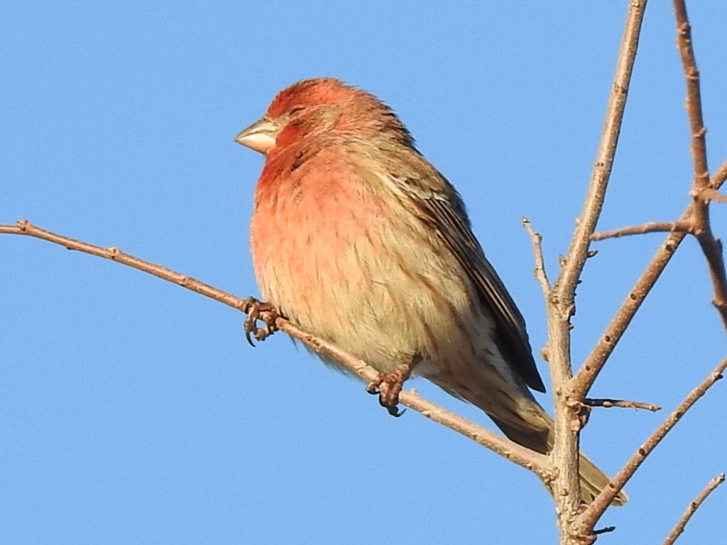 House Finch - ML518716421