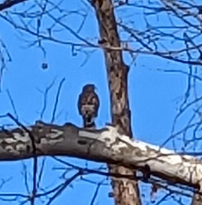 Buse à épaulettes - ML518716441