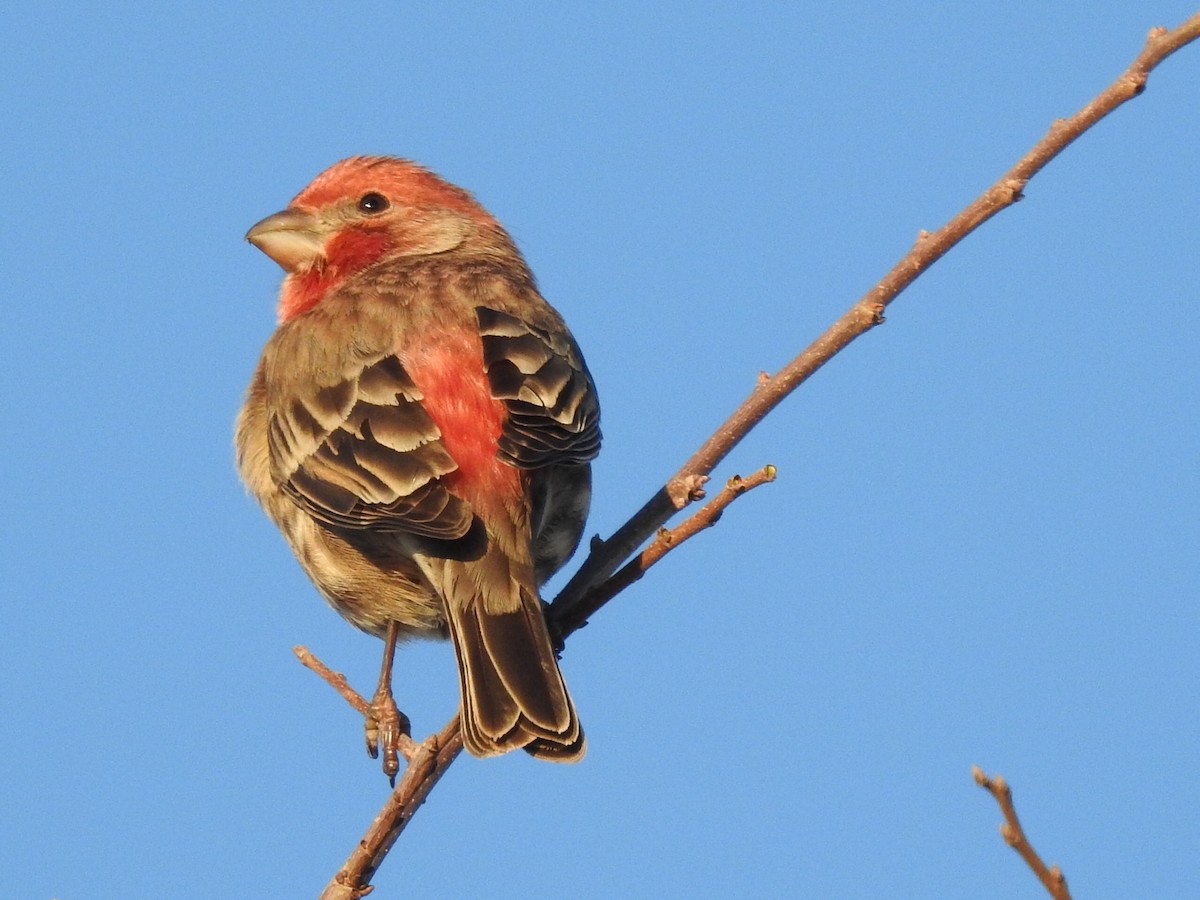House Finch - ML518716471
