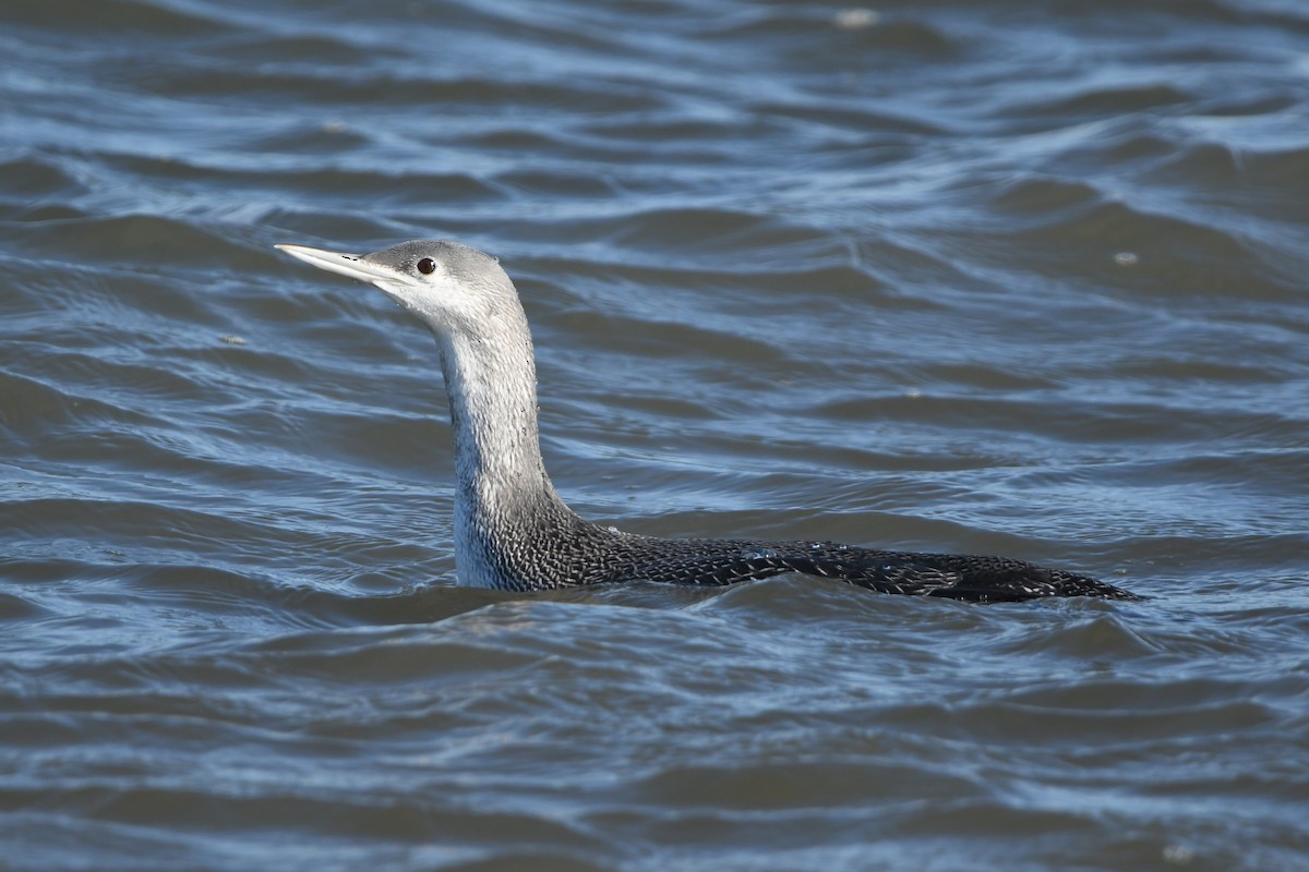 Red-throated Loon - ML518716801