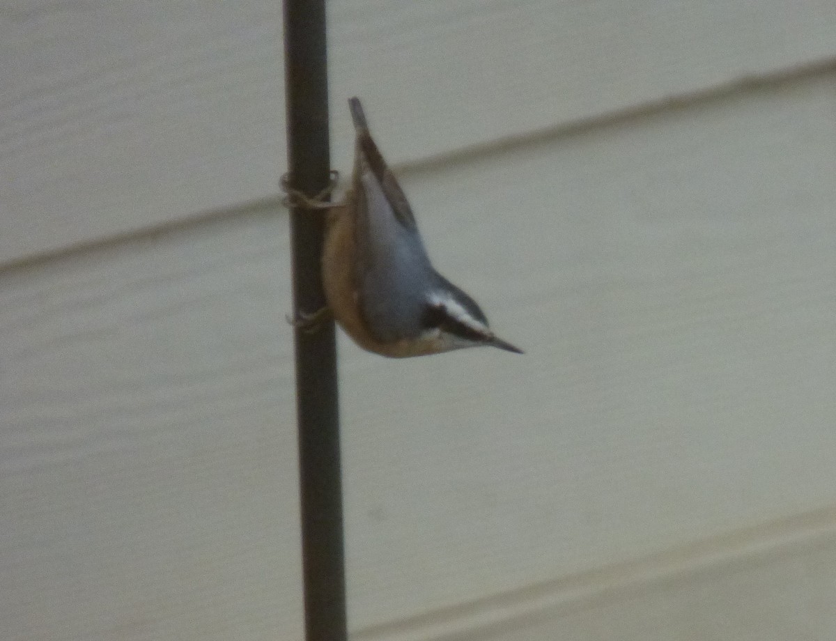 Red-breasted Nuthatch - ML518716891