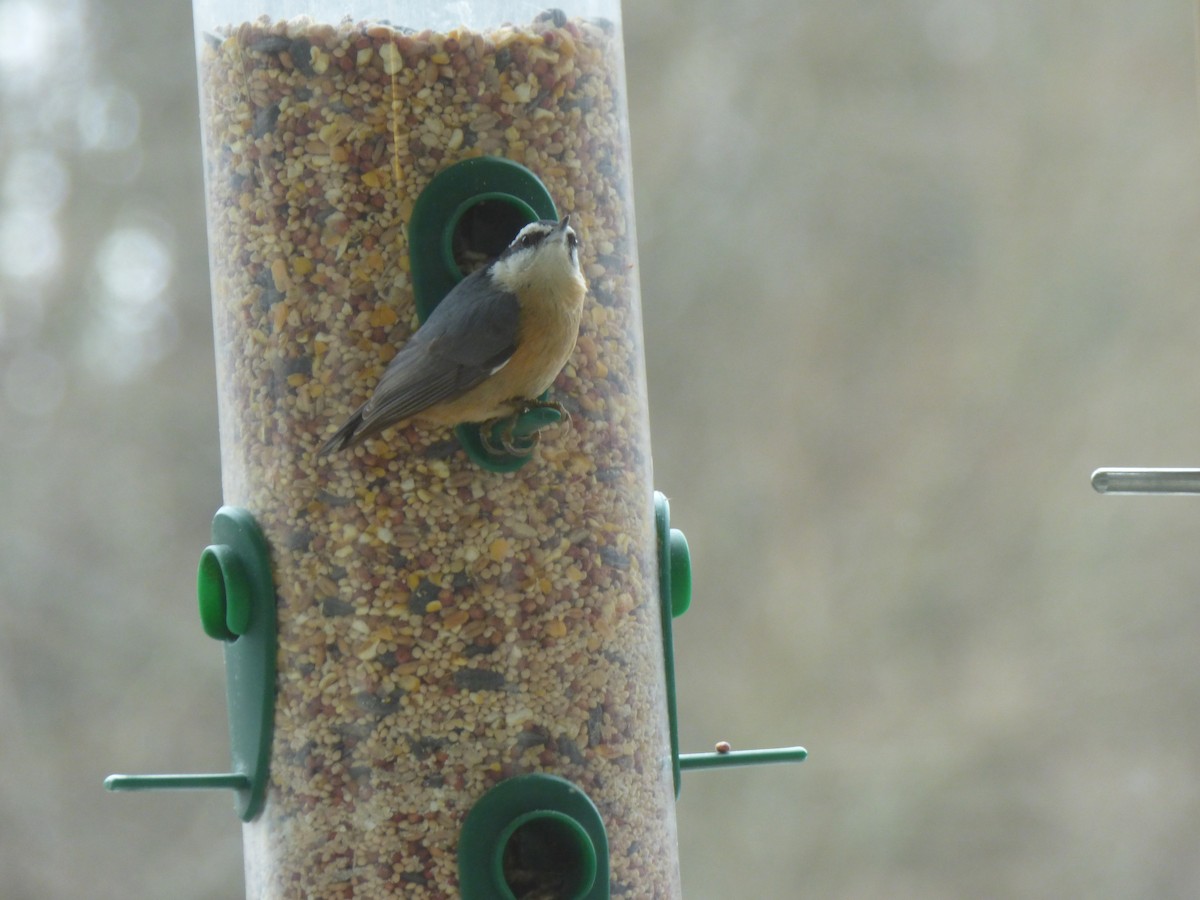 Red-breasted Nuthatch - ML518716931