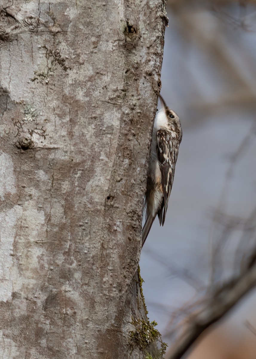 Brown Creeper - ML518717071