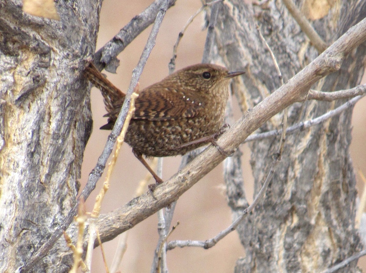 Winter Wren - ML518719521