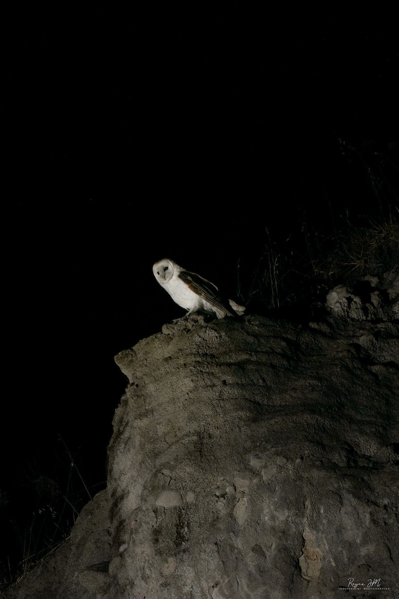 amerikatårnugle - ML518719711