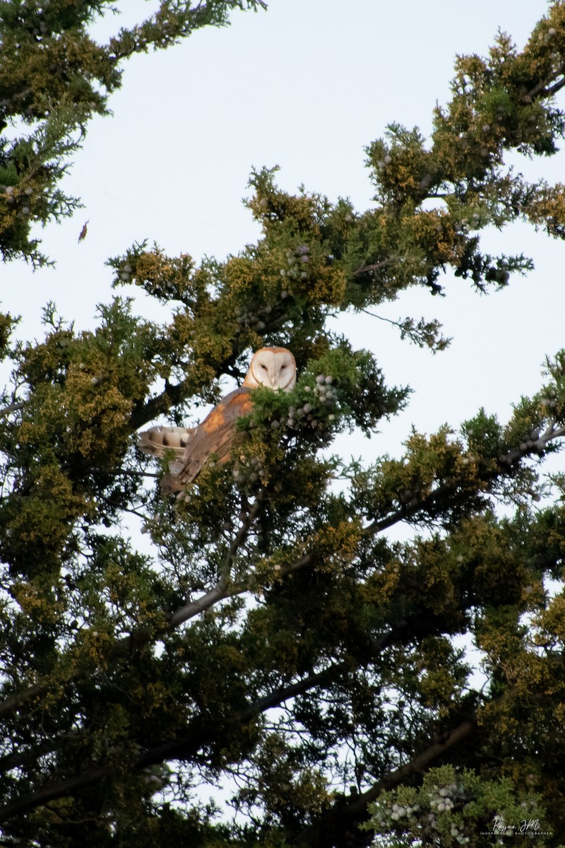 amerikatårnugle - ML518719721