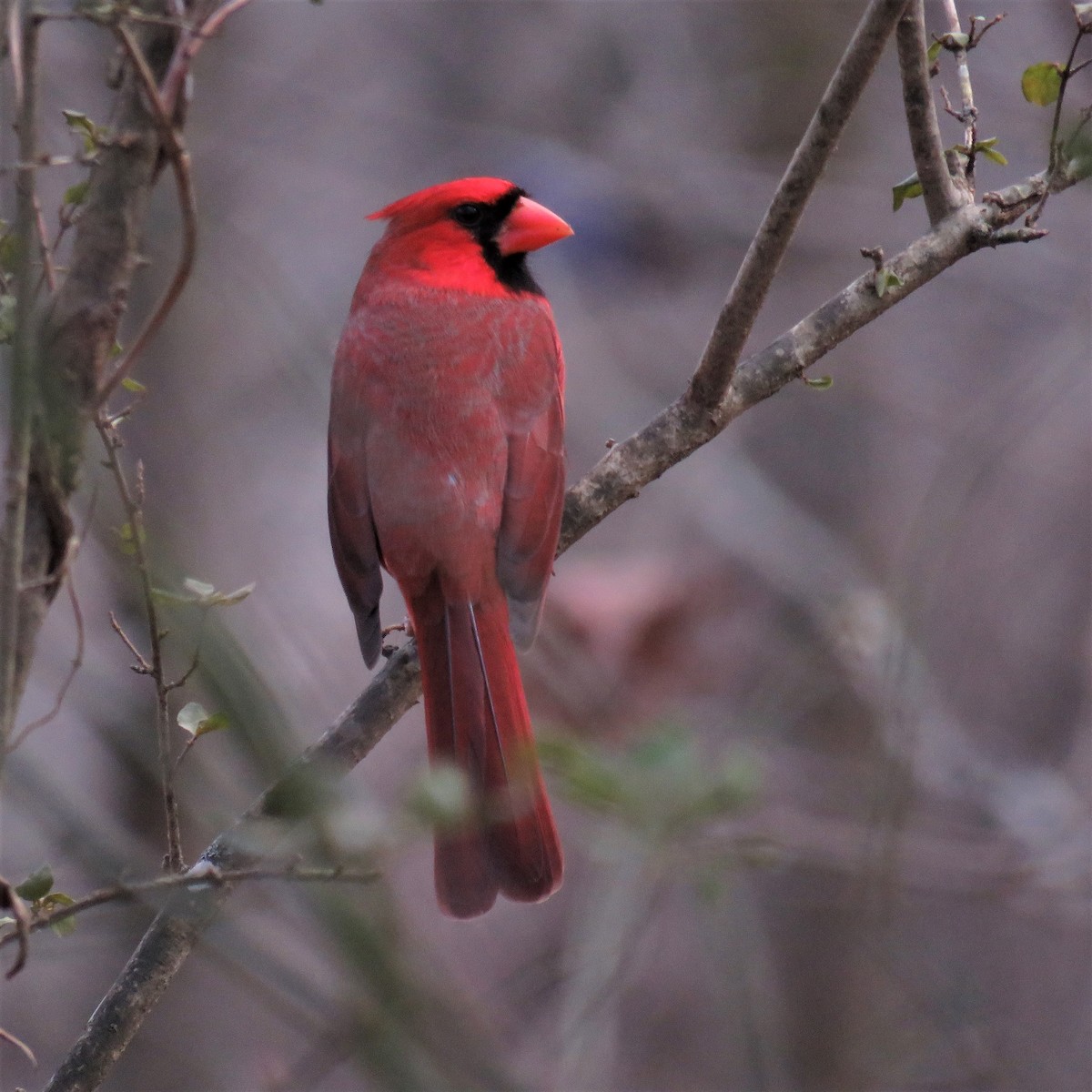 Cardinal rouge - ML518719751