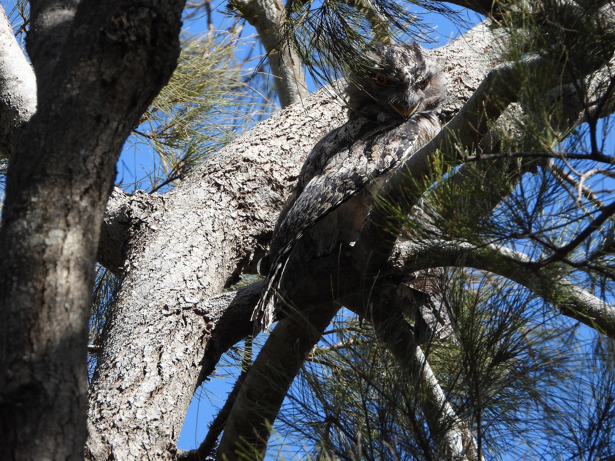 Tawny Frogmouth - ML518719781