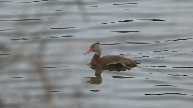 Dendrocygne à ventre noir - ML518720361