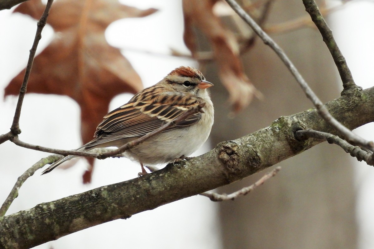 Chipping Sparrow - ML518721731