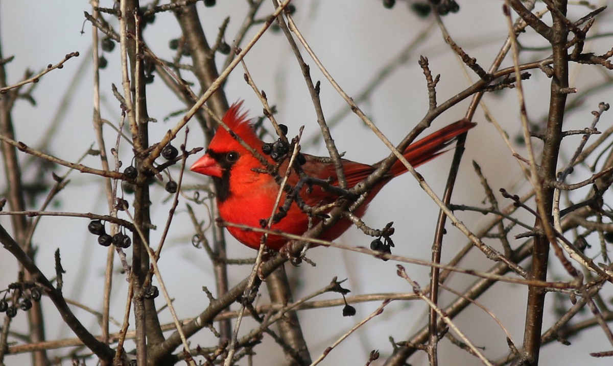 Cardinal rouge - ML518724161